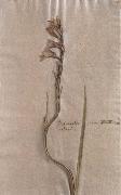 Johann Wolfgang von Goethe Herbarium sheet